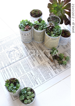 多肉植物の寄せ植え 21653452