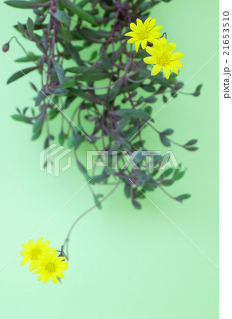 ルビーネックレス 21653510