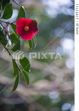 赤い椿の花 perming M 季節の花写真素材 赤い椿の花 perming M 季節の花写真素材 21653511