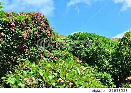 ハワイの休日 21653533