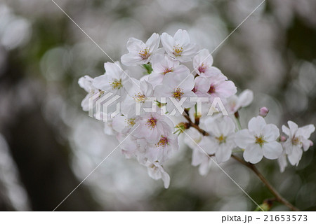 曇天の桜 曇天の桜 21653573
