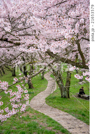 桜が満開の紫雲出山　香川県　perming  M　季節の花写真素材 21653579