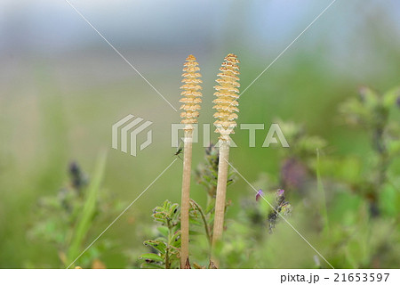 土筆（つくし） 21653597