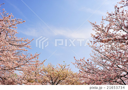 満開の桜 21653734