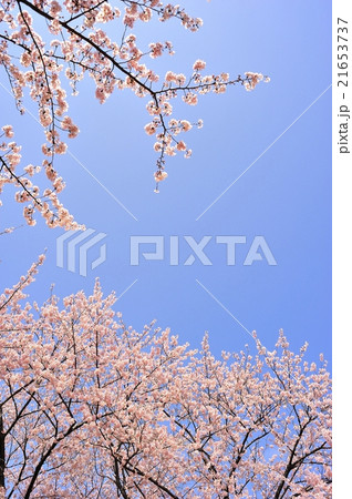 満開の桜 21653737