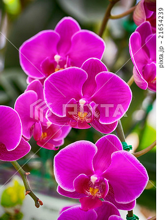 Pink phalaenopsis orchid flower 21654239
