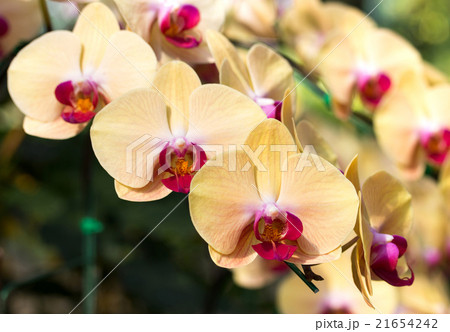 Yellow phalaenopsis orchid flower 21654242