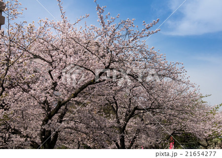 隅田公園の桜 21654277
