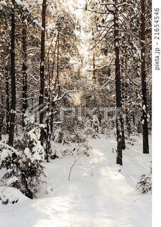 trees in winter   21654546