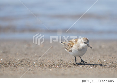 海岸のトウネン 21654605