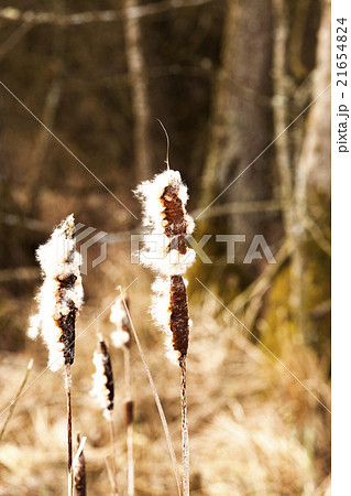 Yellow reeds spring Yellow reeds spring 21654824