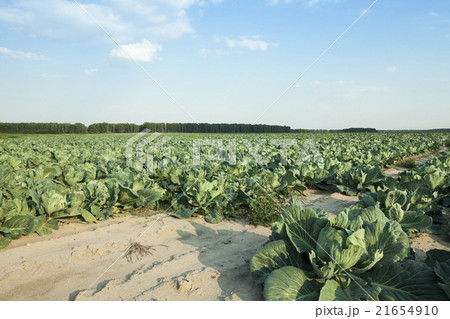 Green cabbage in a field   21654910