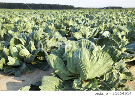 agricultural field with a cabbage   21654914