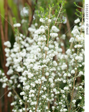 スズランエリカ 21655015