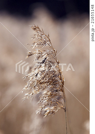 autumn grass, close-up   21655148