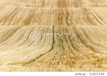 collection of rye crops collection of rye crops 21655149
