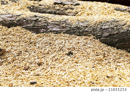 timber. forest. Spring timber. forest. Spring 21655253