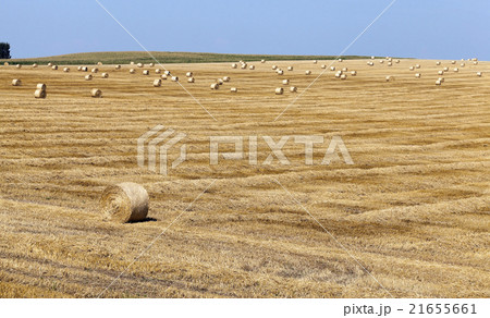 haystacks in a field of straw haystacks in a field of straw 21655661