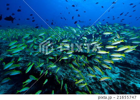 ベンガルスナッパー 21655747