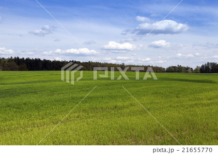 field in spring   21655770
