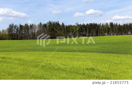 Agriculture. cereals. Spring   21655775
