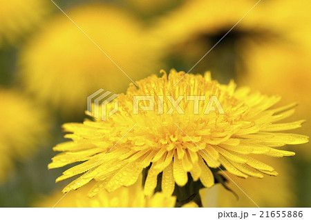 yellow dandelions close up yellow dandelions close up 21655886