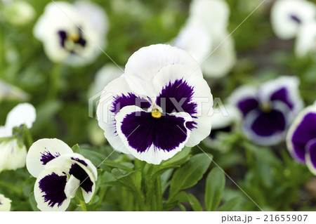 flowering plant, close-up   21655907