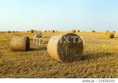 haystacks in a field of straw haystacks in a field of straw 21656101