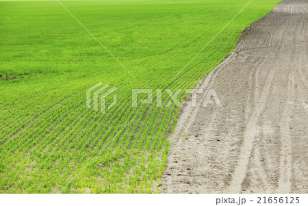 field with cereals field with cereals 21656125