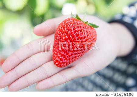 大きくてキレイな苺の写真素材