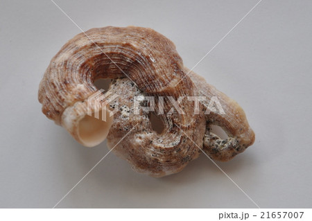 貝殻 貝殻 21657007