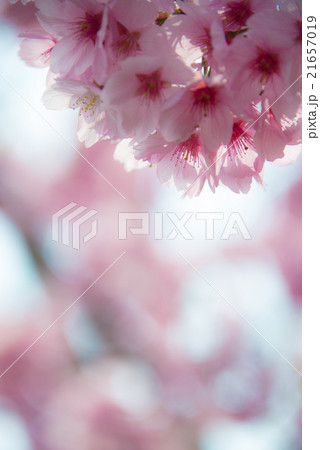 陽光ザクラ perming M 季節の花写真素材 陽光ザクラ perming M 季節の花写真素材 21657019