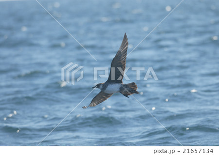トウゾクカモメの飛翔 トウゾクカモメの飛翔 21657134