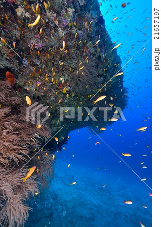 沈船とハナダイ 沈船とハナダイ 21657197