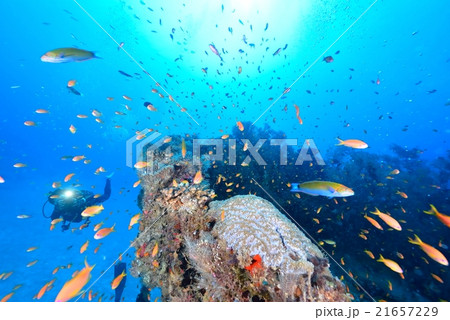 沈船とハナダイ 沈船とハナダイ 21657229