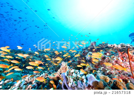 ハナダイの群れ 21657318
