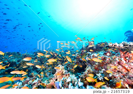 ハナダイの群れ 21657319
