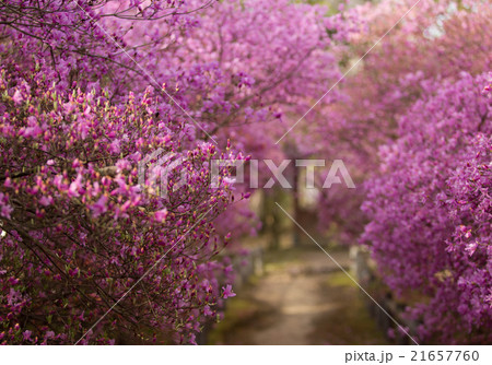 広田神社 21657760