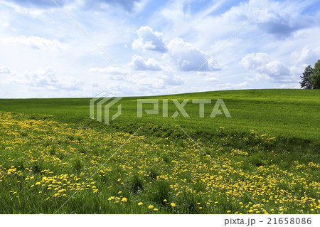field with cereals   21658086