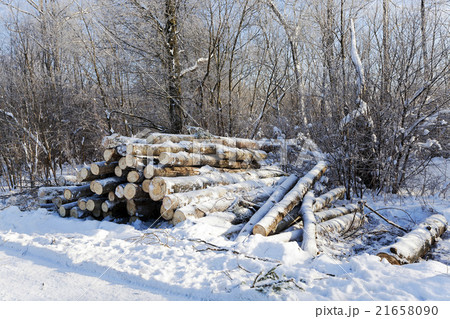 logging   with snow  21658090
