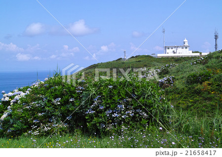 青森 竜飛崎 あじさい 21658417