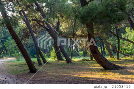 Coniferous forest park at sunset light 21658419