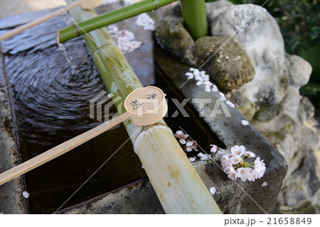 桜散る手水舎 21658849