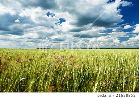 spring landscape, green field and blue cloudy sky spring landscape, green field and blue cloudy sky 21658855