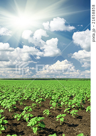 spring landscape, green field with vegetable spring landscape, green field with vegetable 21658858