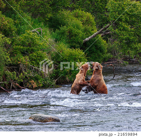 Grizzly Bears of alaska 21659894
