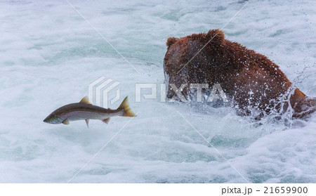 Grizzly Bears of alaska 21659900