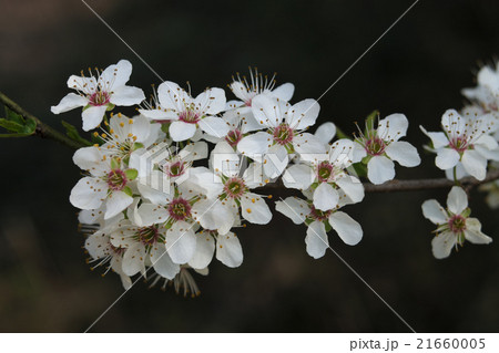 Detail of flowering greengage or damson plum tree  21660005
