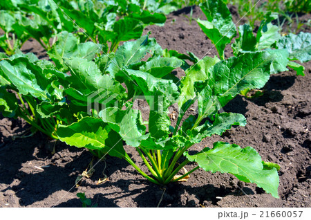 beet tops on the background soils beet tops on the background soils 21660057