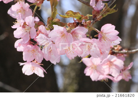 サクラ サクラ 21661820